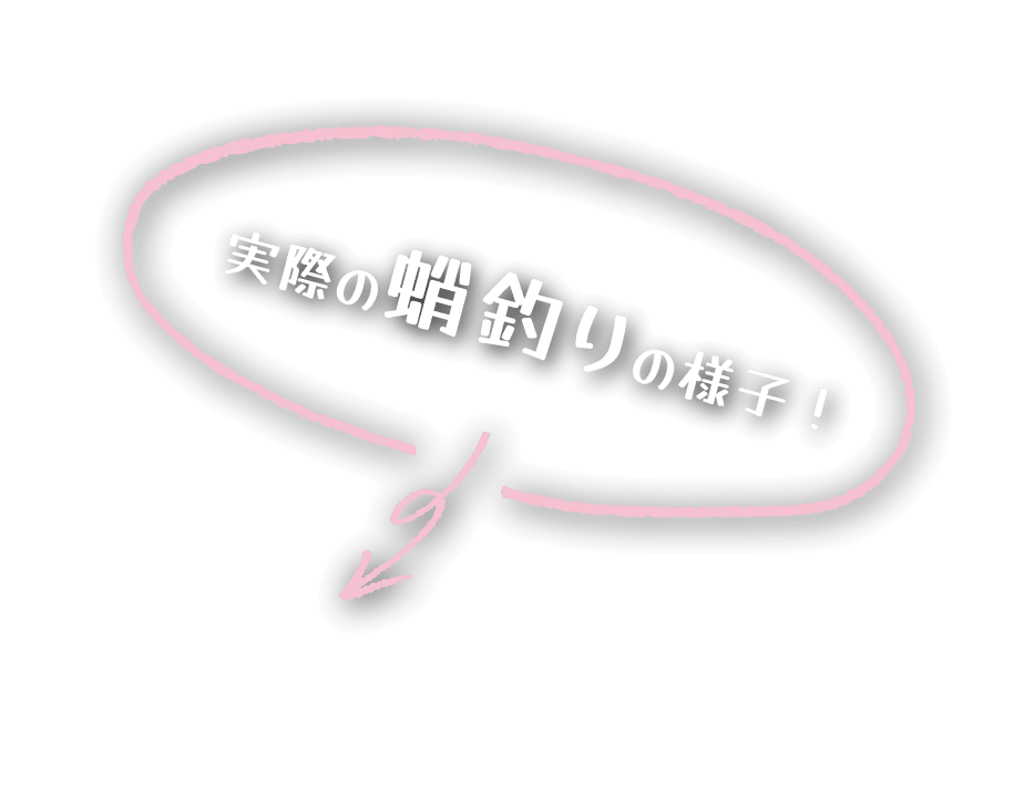実際の蛸釣りの様子